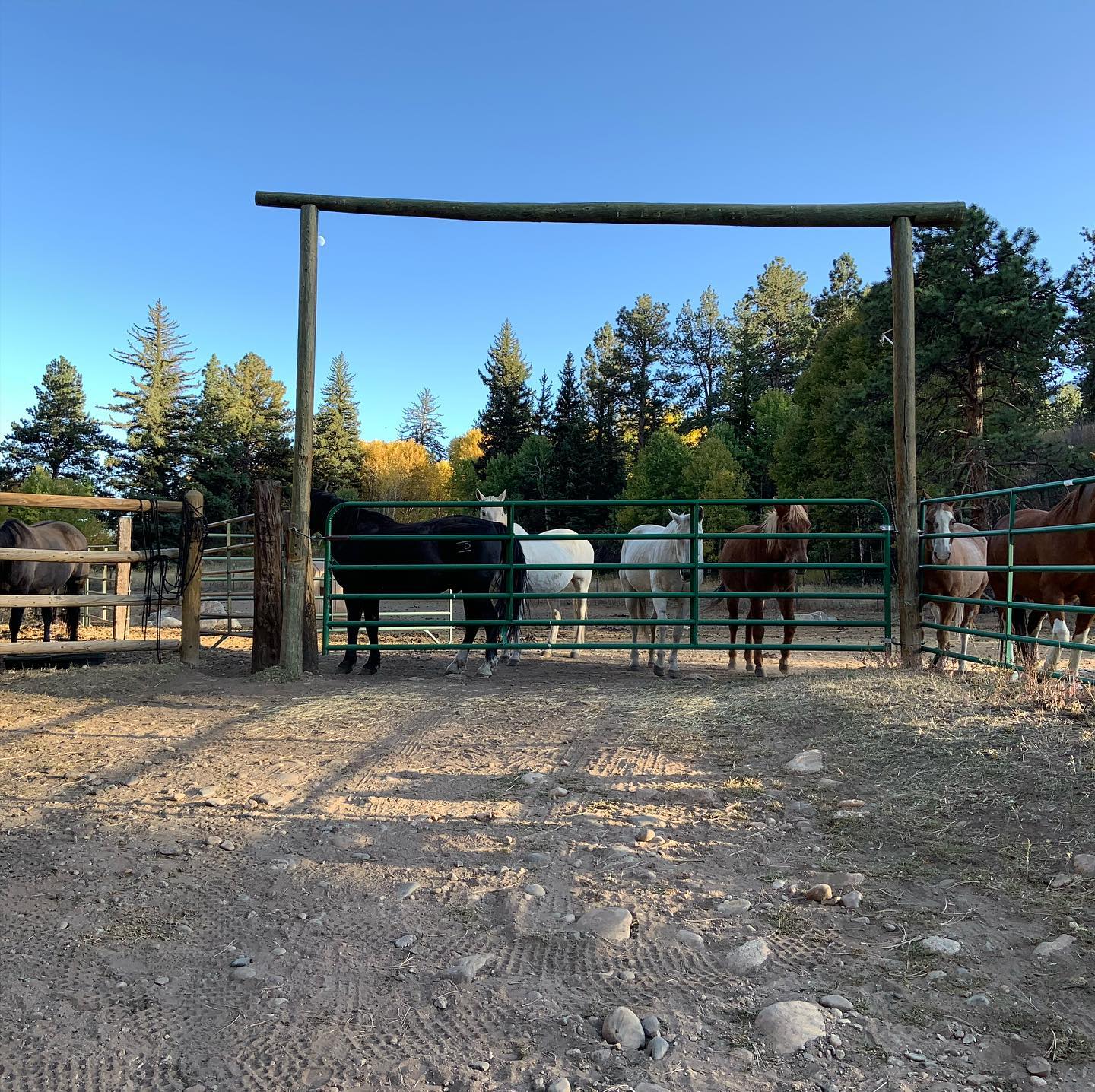 Image of horses at the North Fork Ranch in Shawnee, Colorado