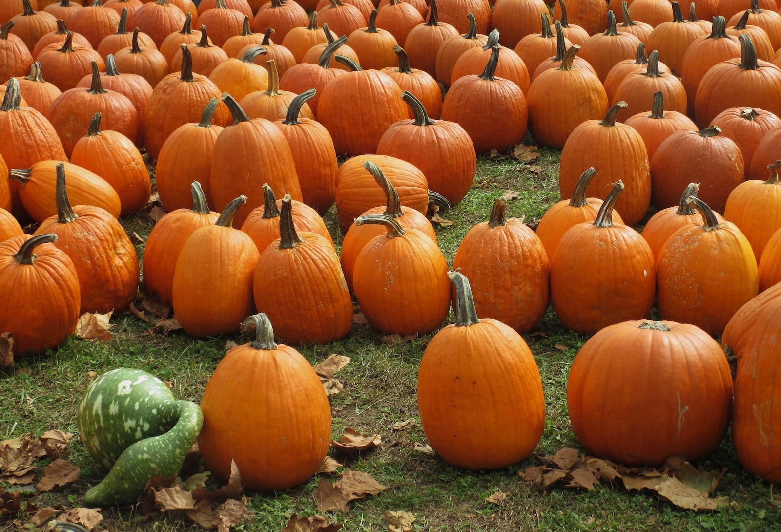 Image of pumpkins