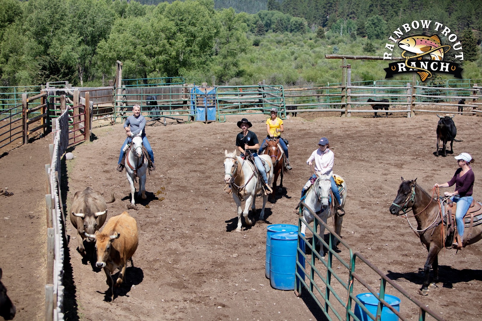 Image of people herding cattle at Rainbow Trout Ranch in Colorado