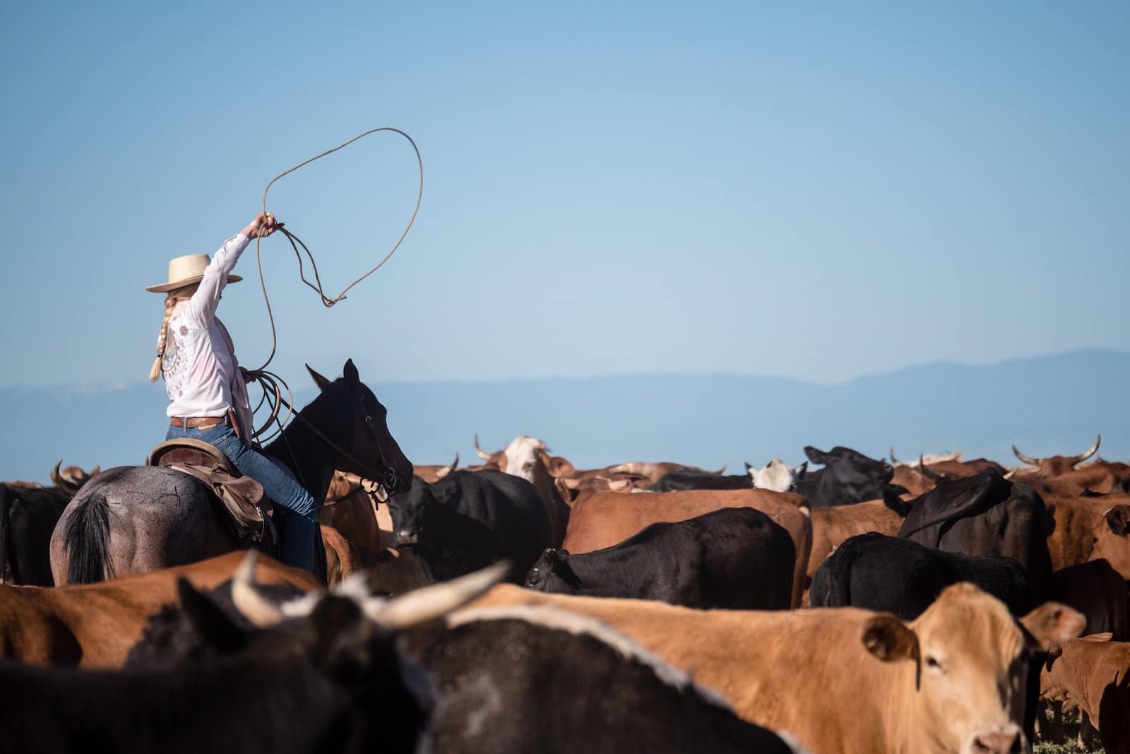 Image of a staff member herding cattle at Ranchlands Zapata Ranch in Mosca, Colorado