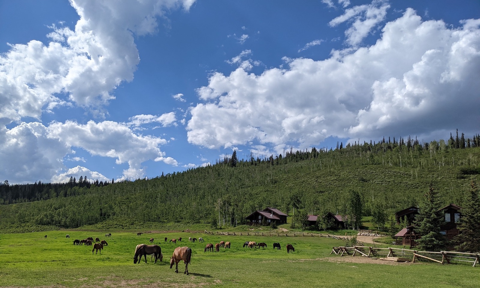 Image of horses on the property at Vista Verde Ranch in Clark, Colorado