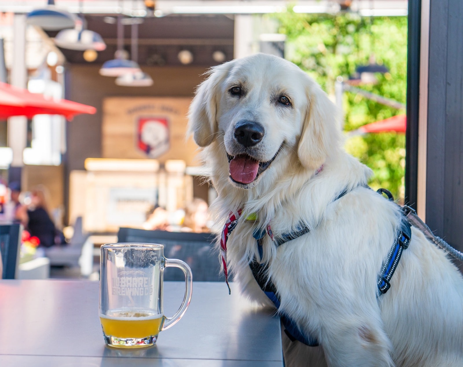 Image of a dog and beer at Copper Mountain, Colorado for Yappy Hour