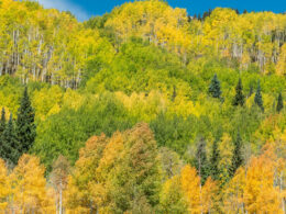 fall colors along kebler pass