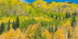 fall colors along kebler pass