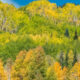 fall colors along kebler pass