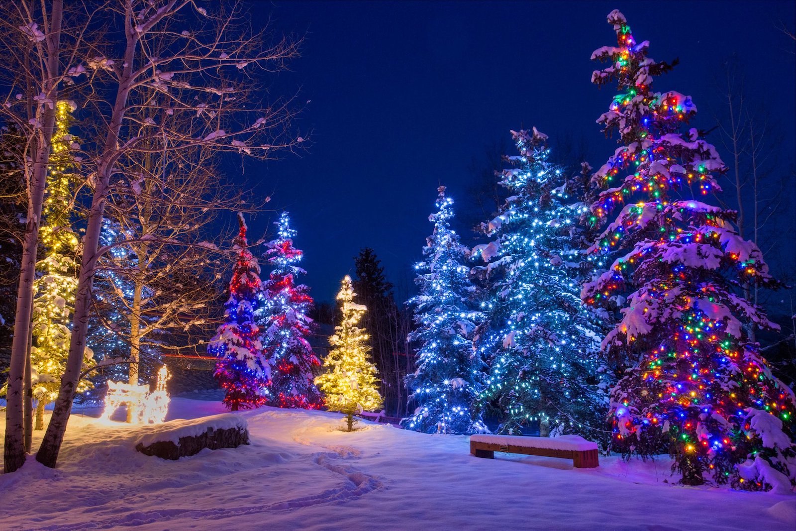 Image of illuminated trees in Aspen Snowmass, Colorado during winter