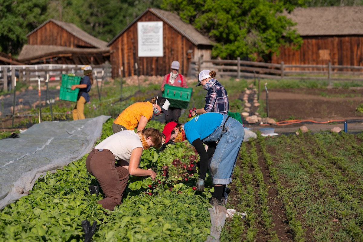 Image of people working at the Denver Botanic Garden's Chatfield Farm