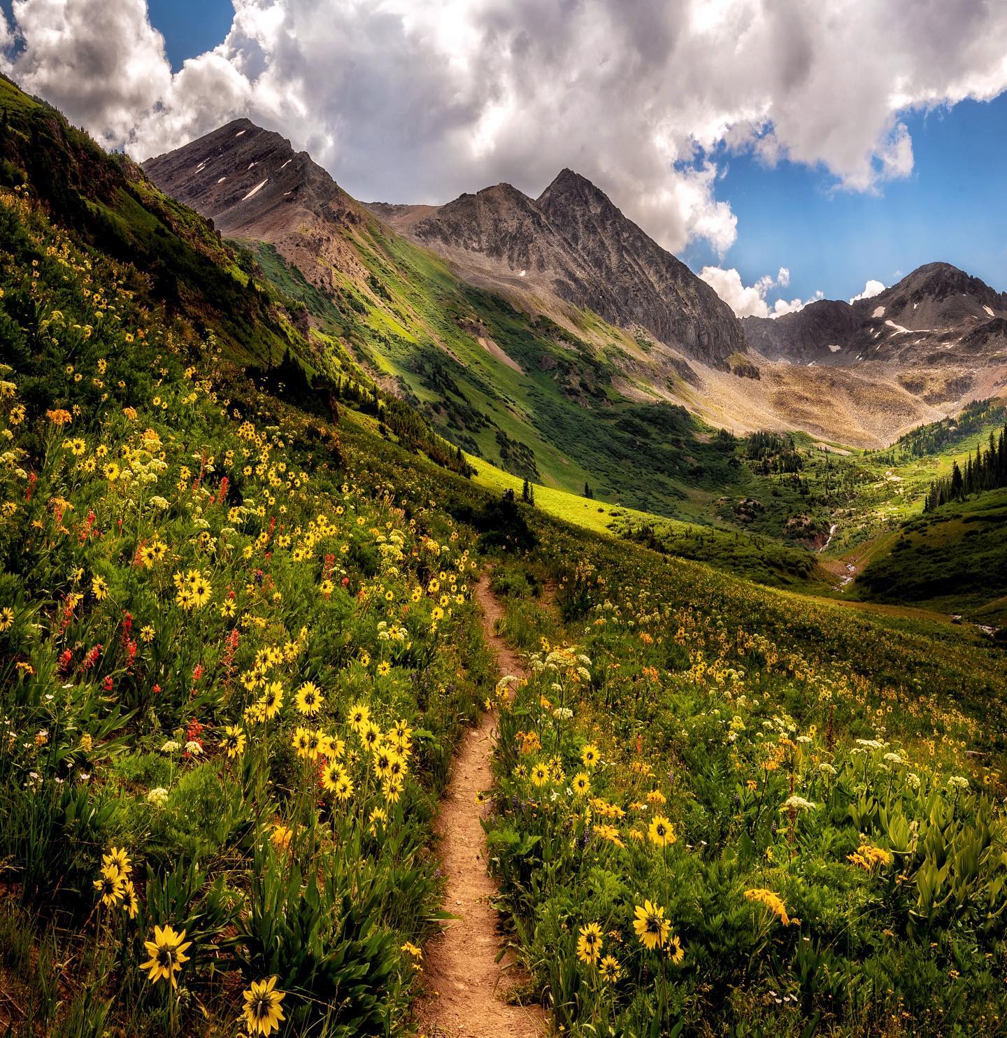 Image of wildflowers in Crested Butte, Colorado