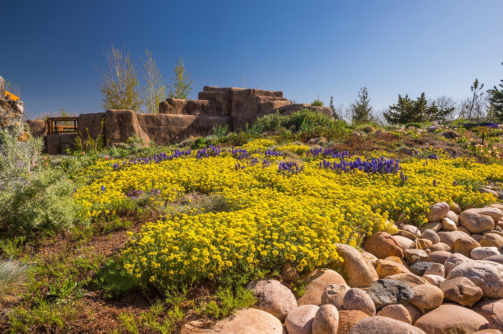 Image of flowers at the Denver Botanic Gardens