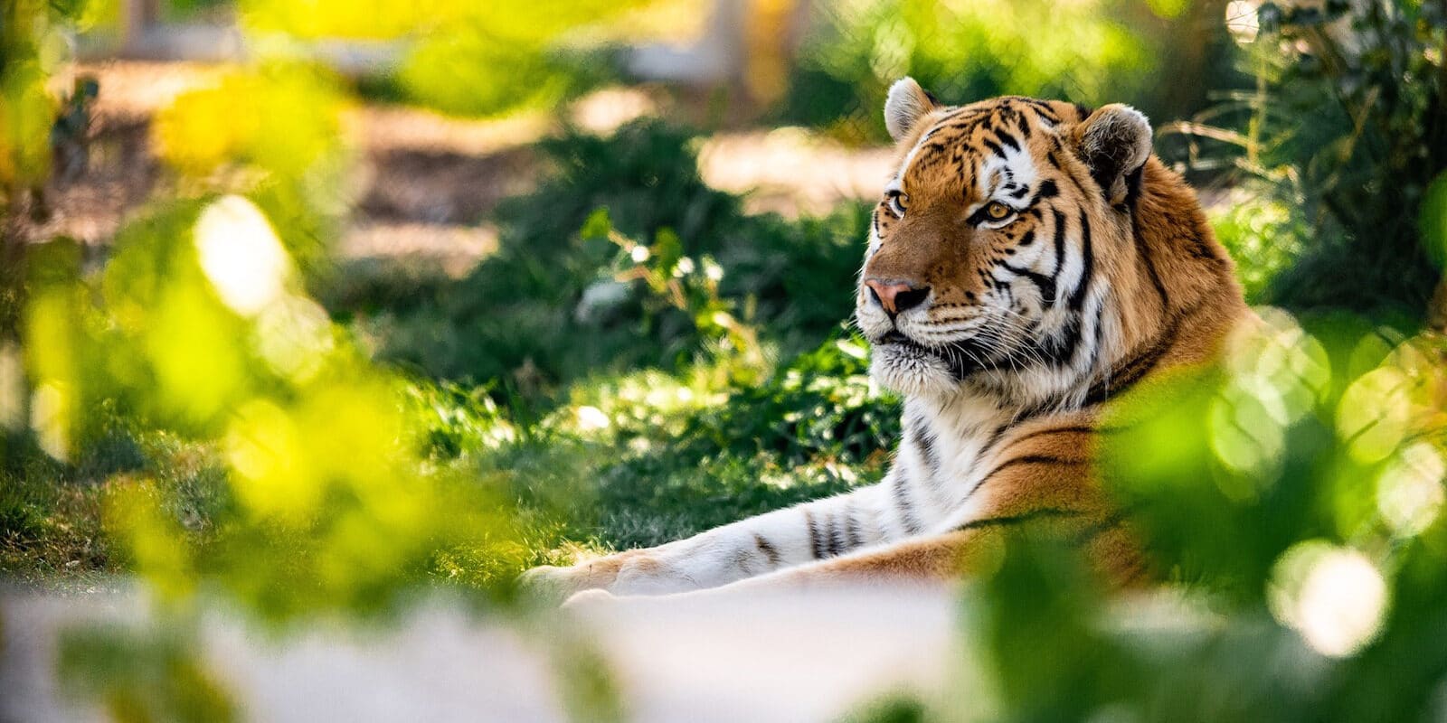 Image of a tier at the Denver Zoo