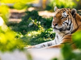 Image of a tier at the Denver Zoo