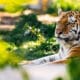 Image of a tier at the Denver Zoo