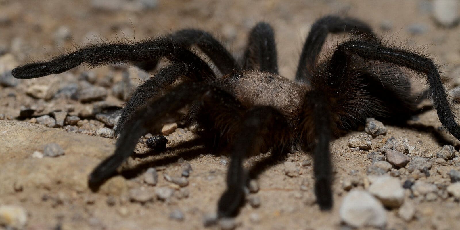 Image of a Oklahoma Brown Tarantula (also called a Texas Brown Tarantula)