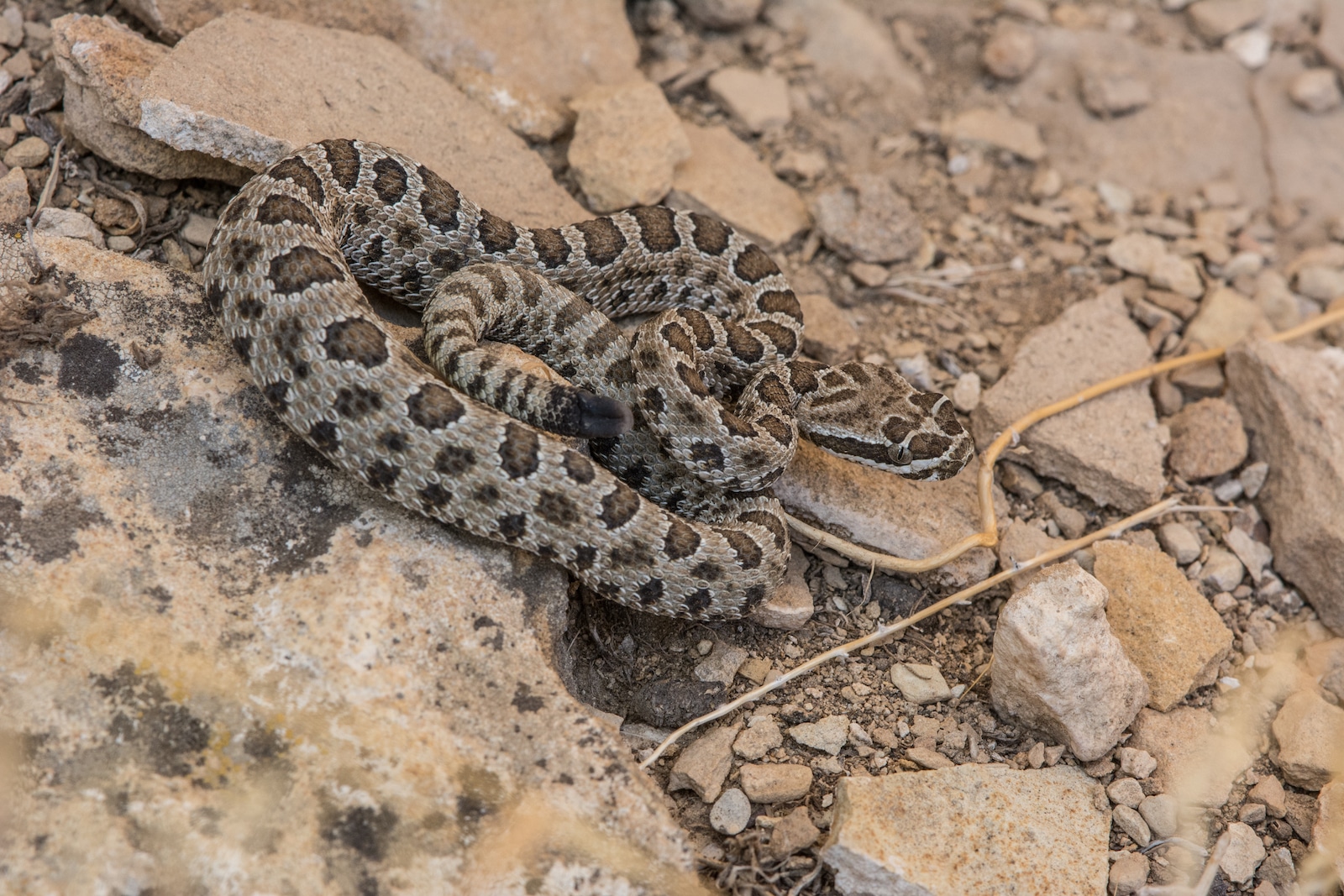 Crotalus concolor, Colorado