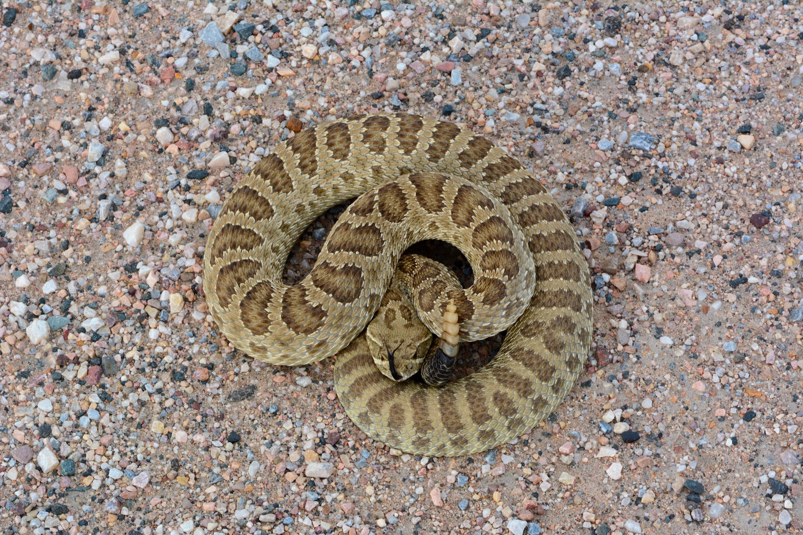 Crotalus viridis, Colorado