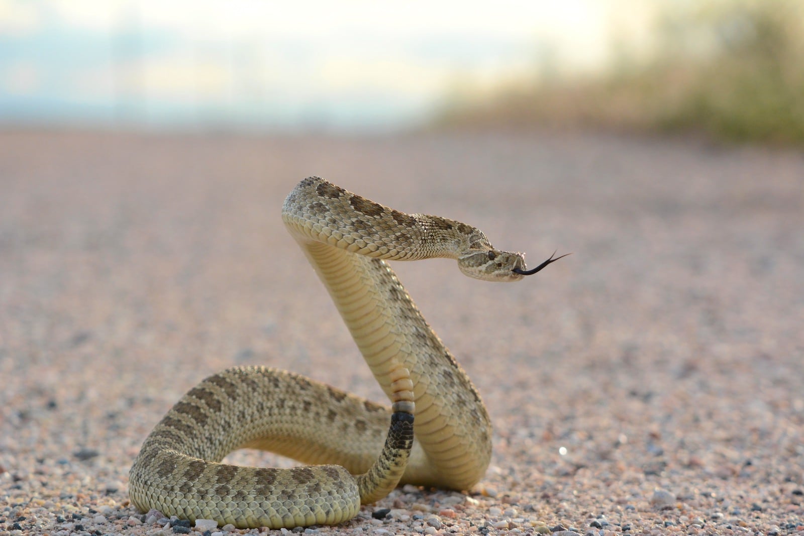 Crotalus viridis, Colorado