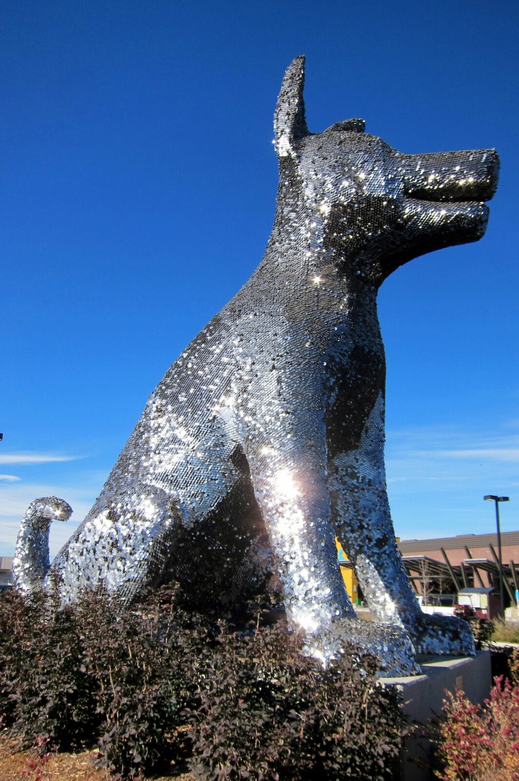 Denver Animal Shelter - Sun Spot, CO