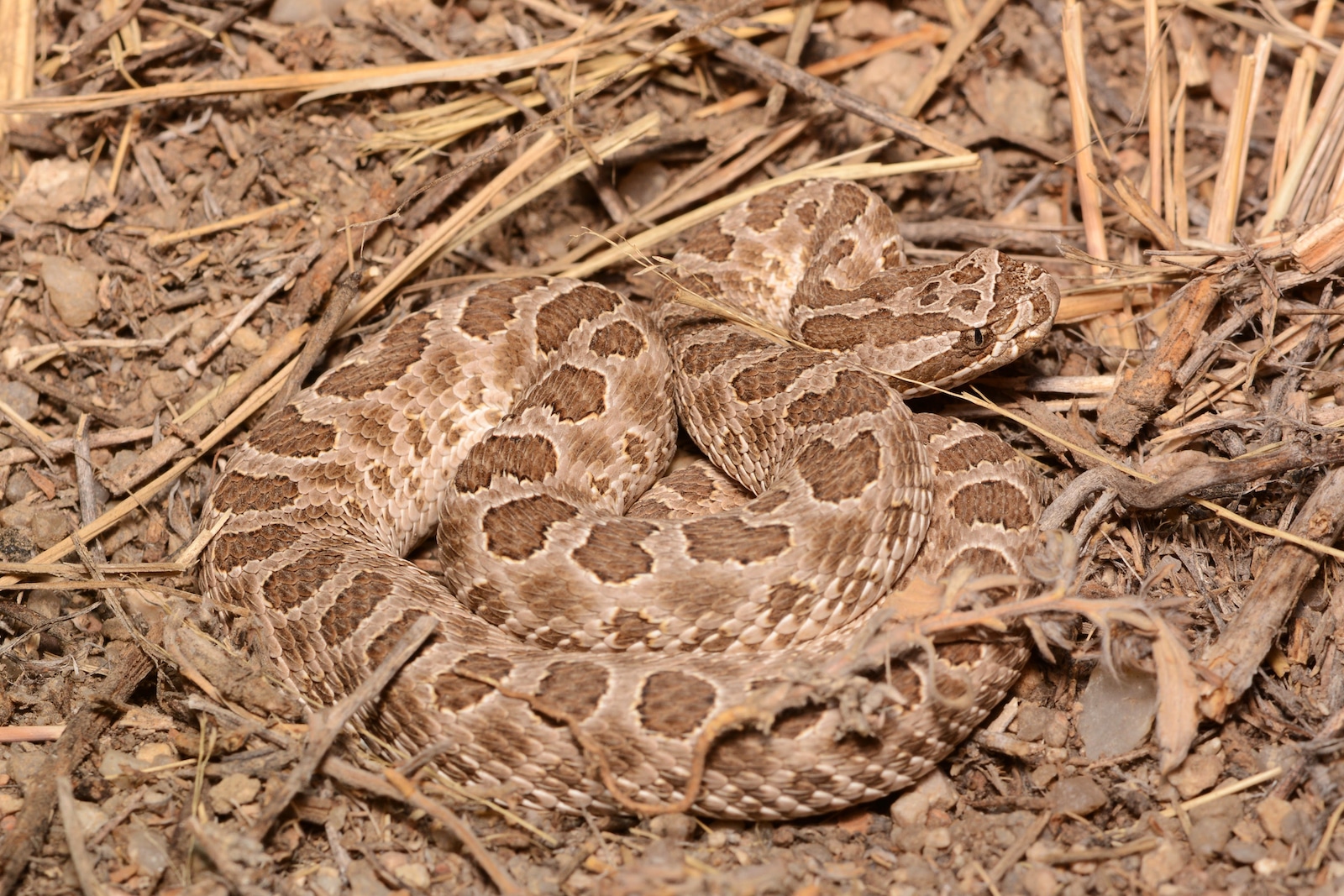 Massasauga, Colorado