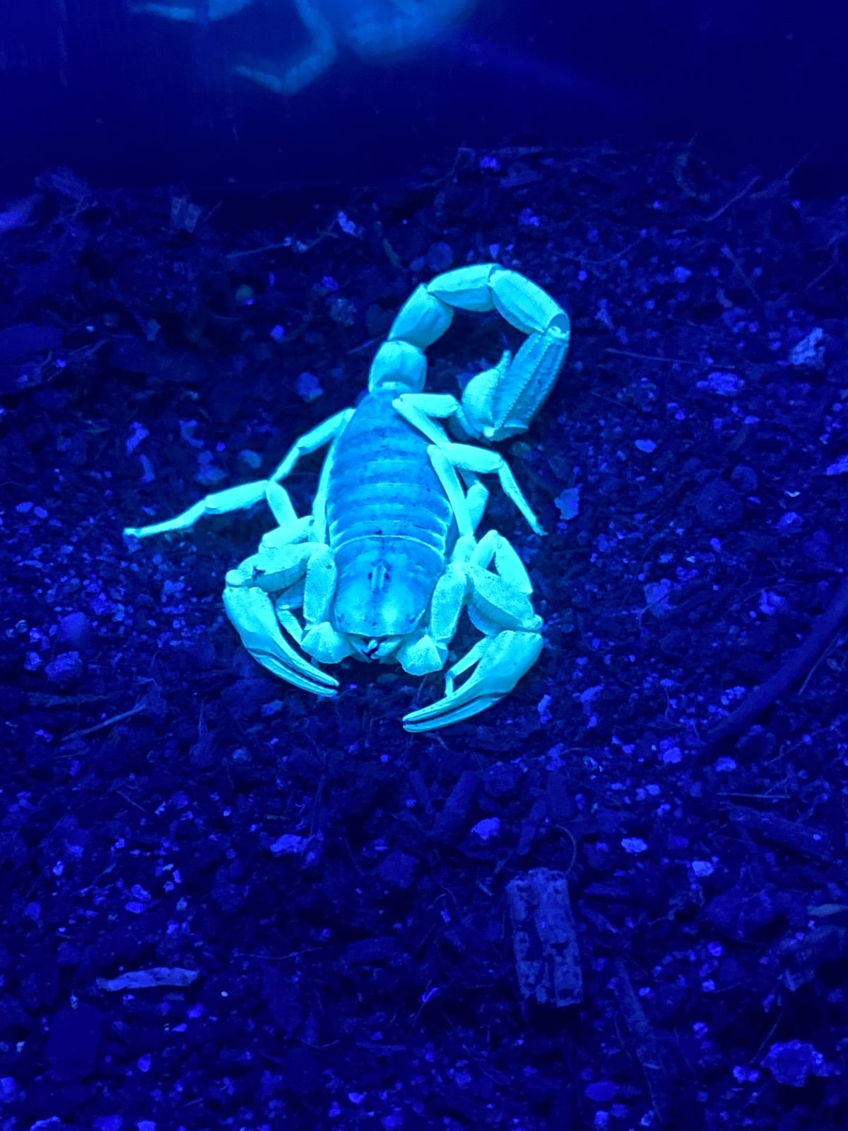 Butterfly Pavilion Living Lights Scorpion
