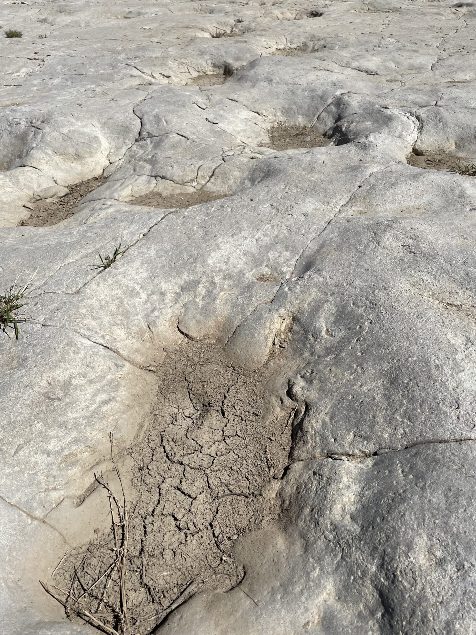 dinosaur tracks at picketwire canyon