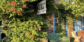 downtown niwot with charming storefronts