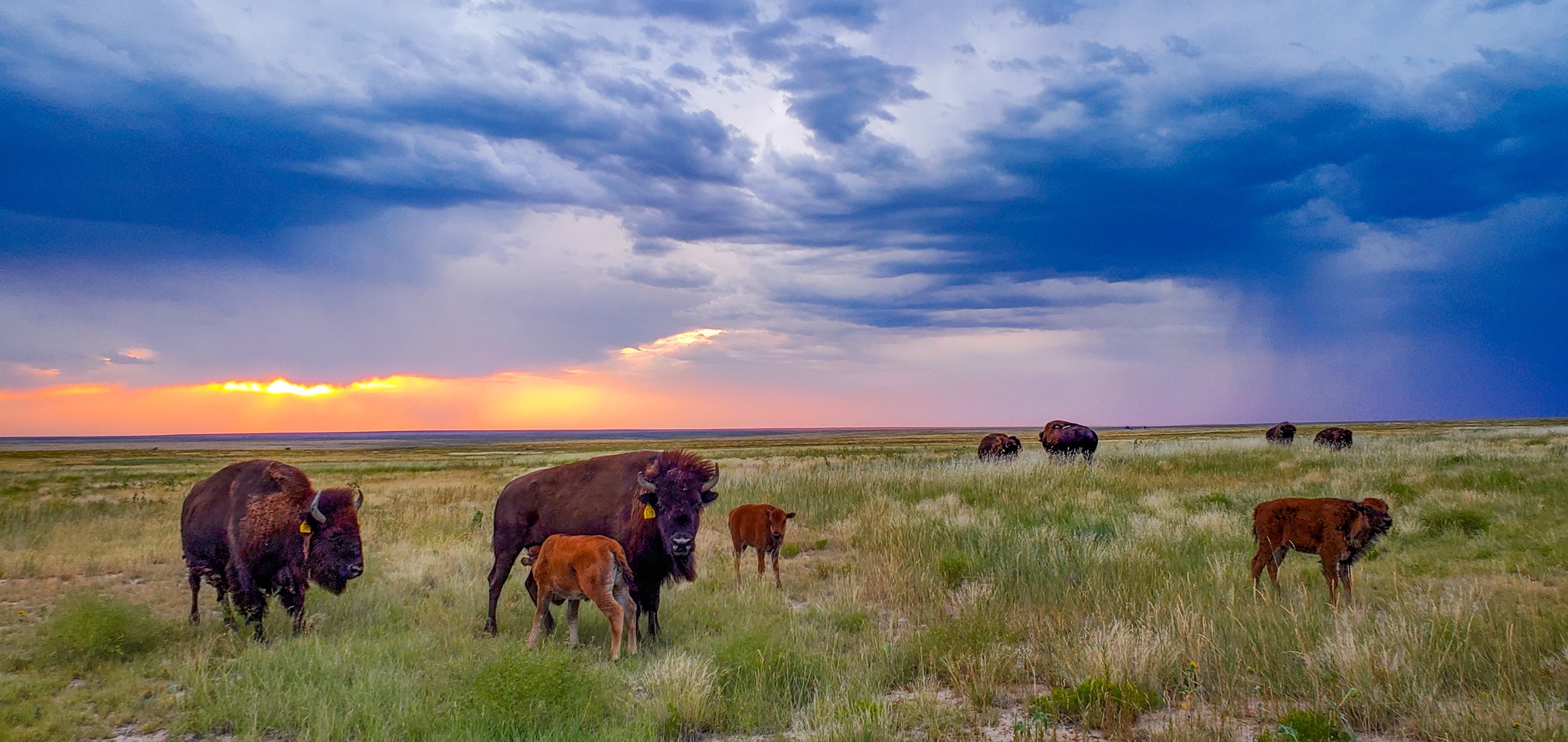 a storm rolling in on the high plains with bison