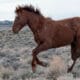 Brown Feral Horse in Sand Wash Basin Colorado