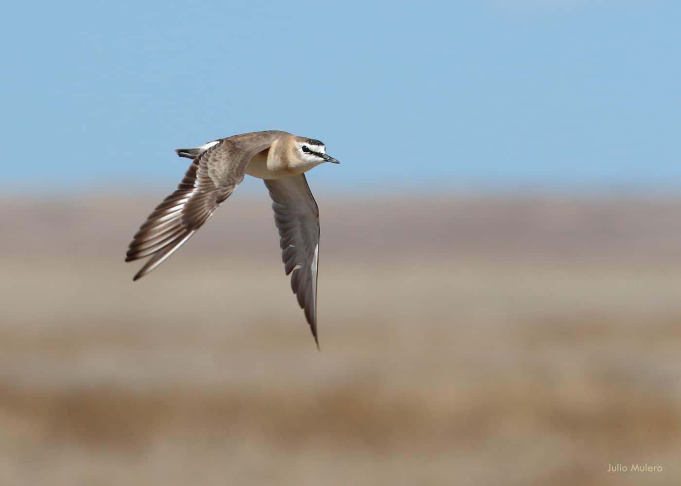 mountain plover flying through the air