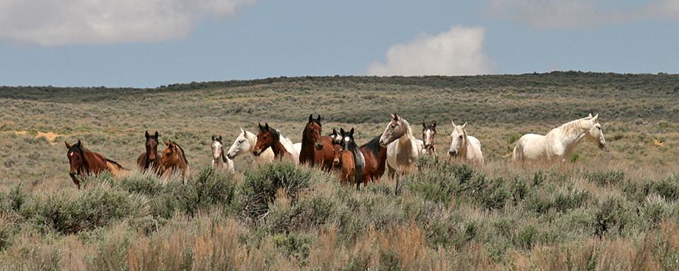 Sand Wash Basin Wild Horses Northwest Colorado