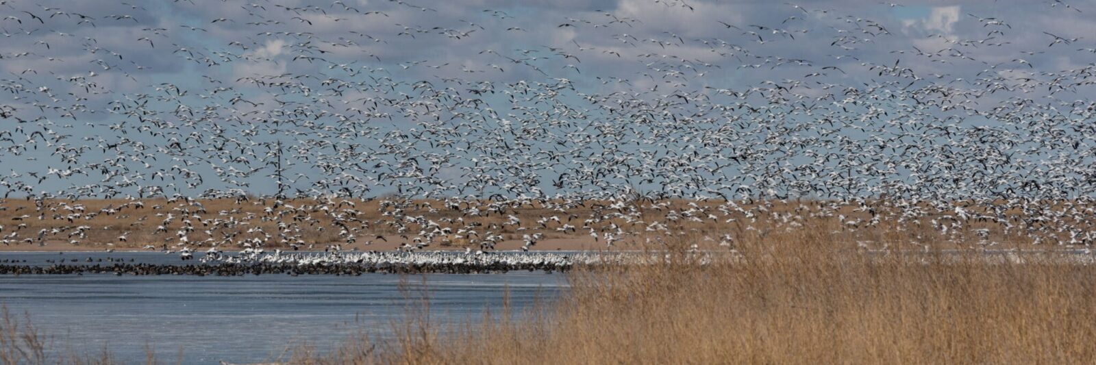snow goose migration near lamar colorado
