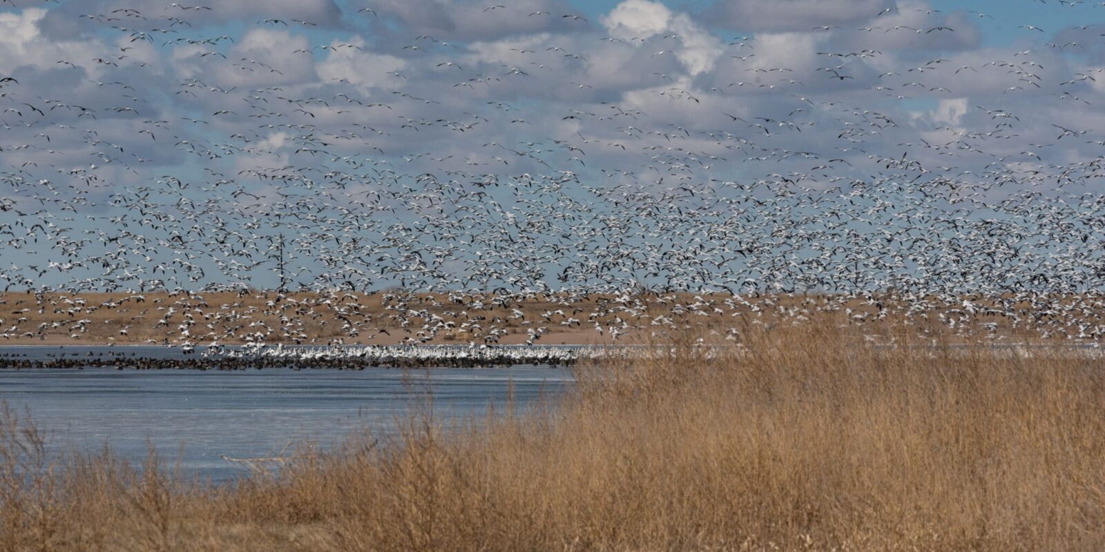 snow goose migration near lamar colorado