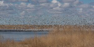 snow goose migration near lamar colorado