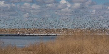 snow goose migration near lamar colorado