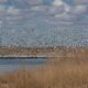 snow goose migration near lamar colorado