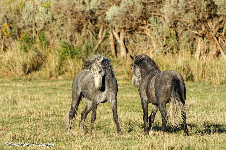 2 Kuda Liar Abu-abu di Piceance Creek/East Douglas Herd Management Area Colorado