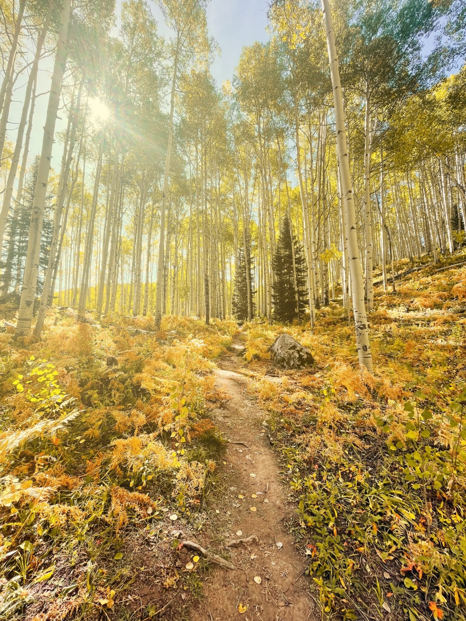 fall scenes along kebler pass