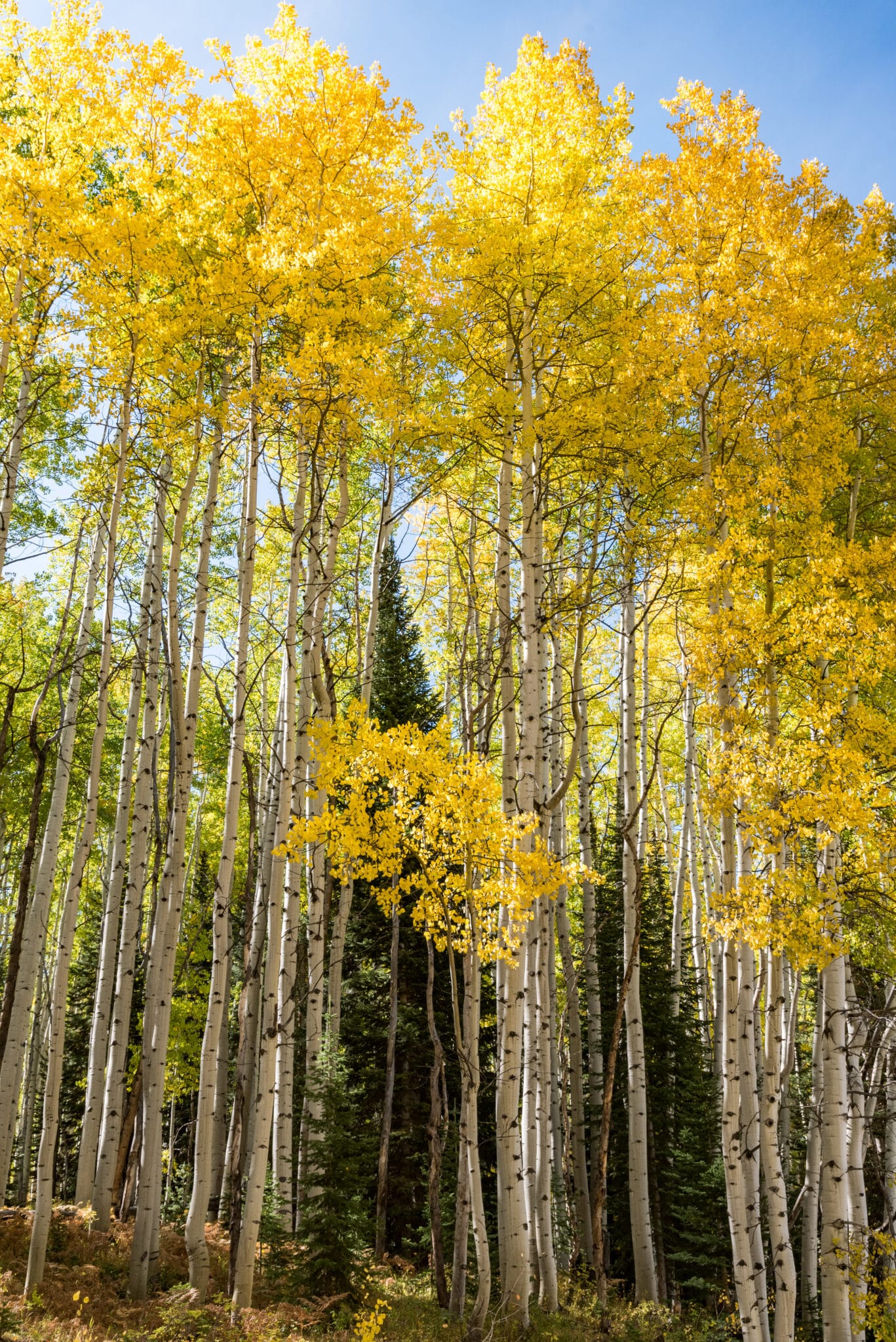 aspen grove of fall colors on kebler pass