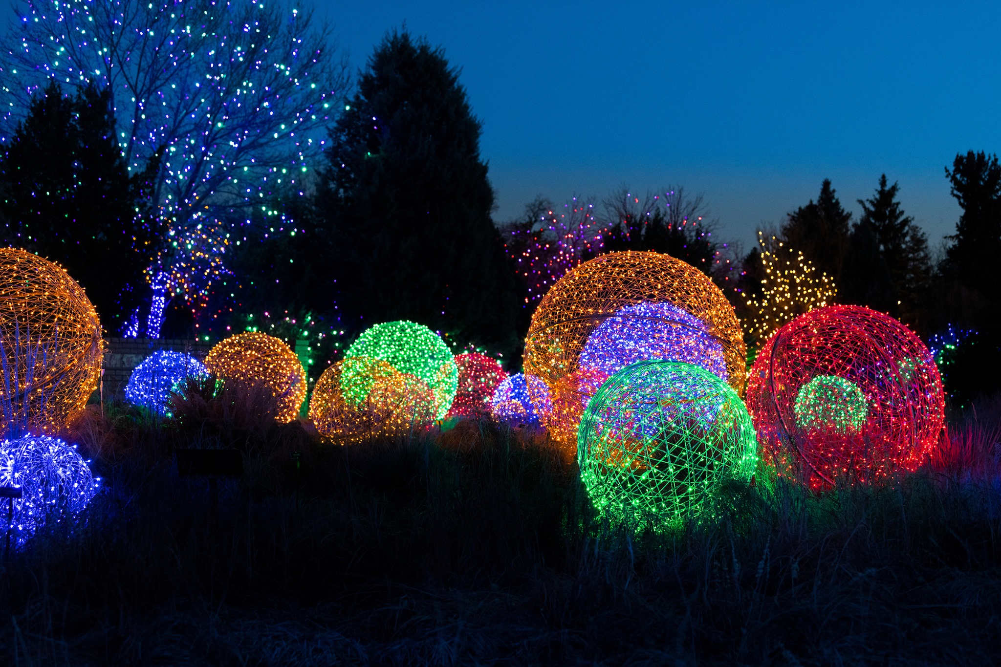 blossoms of light display at denver botanic gardens