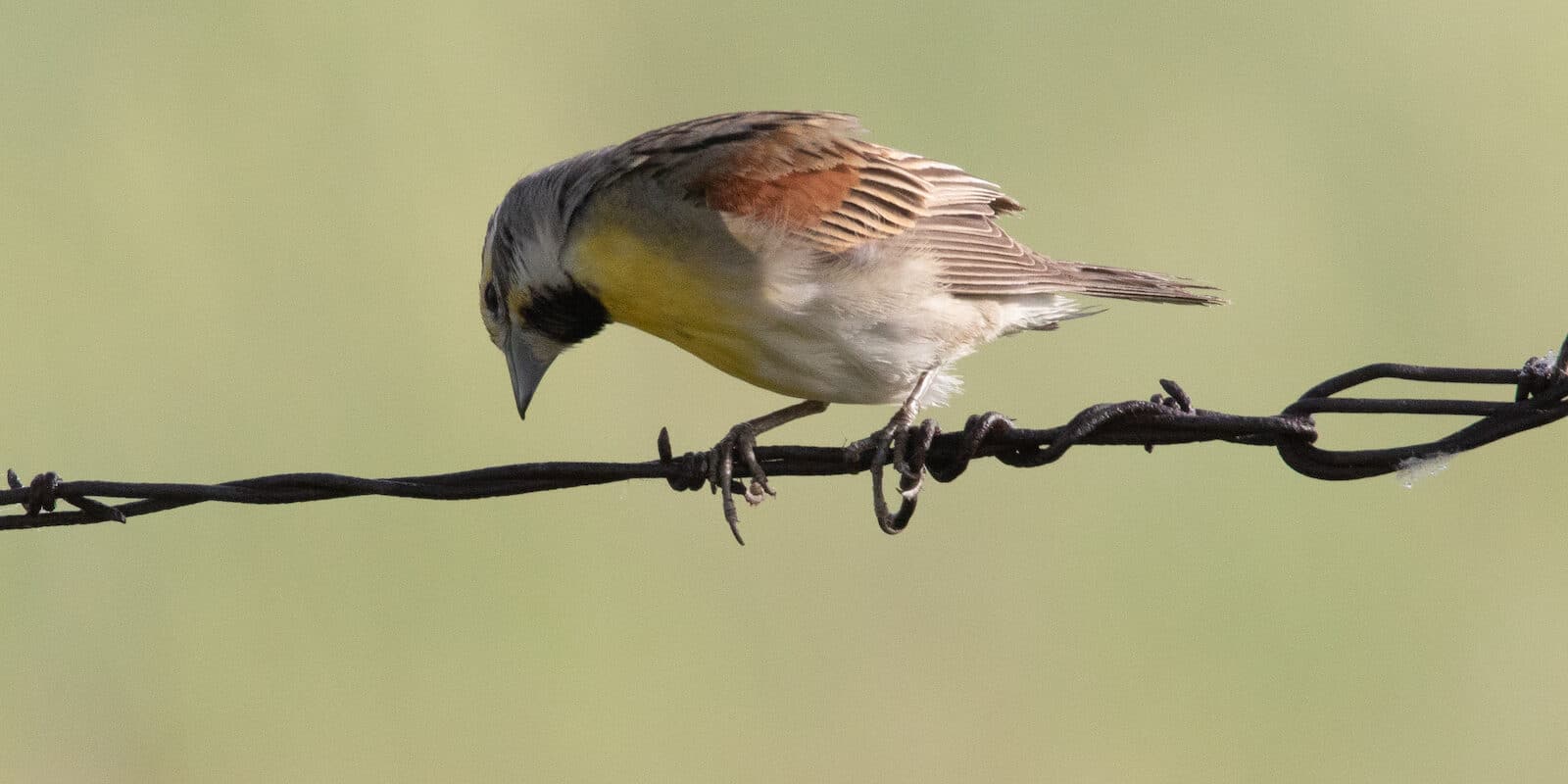 Dickcissel Bird Pawnee National Grassland Colorado