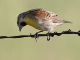 Dickcissel Bird Pawnee National Grassland Colorado