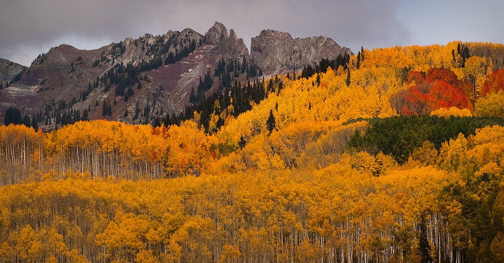 peak season of fall colors at kebler pass