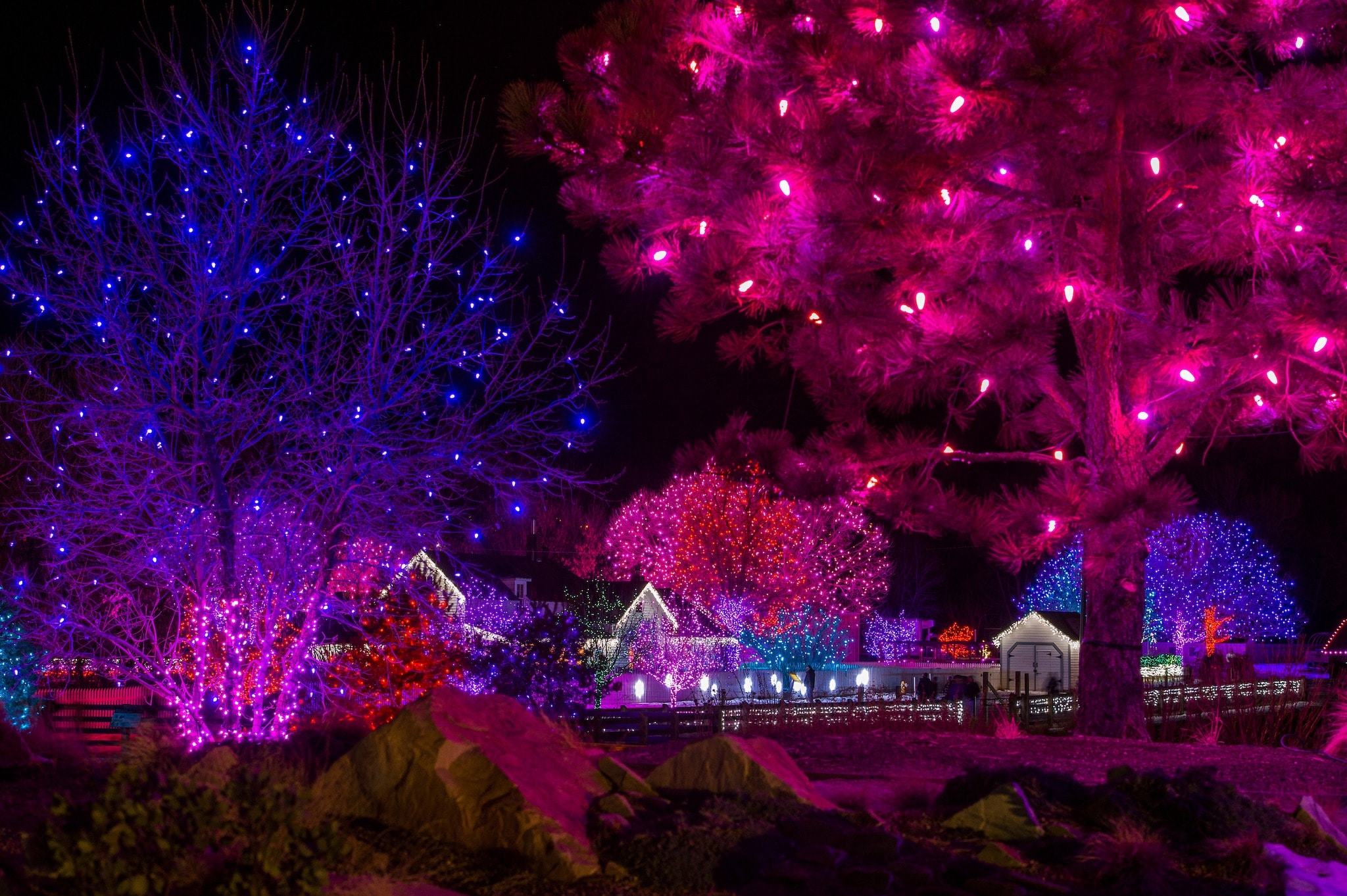 trail of lights at Chatfield farms