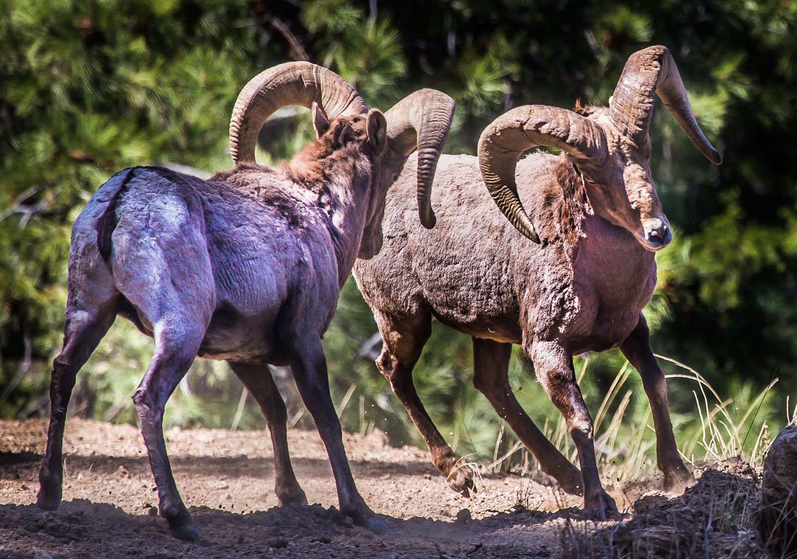 Bighorn Sheep, Colorado