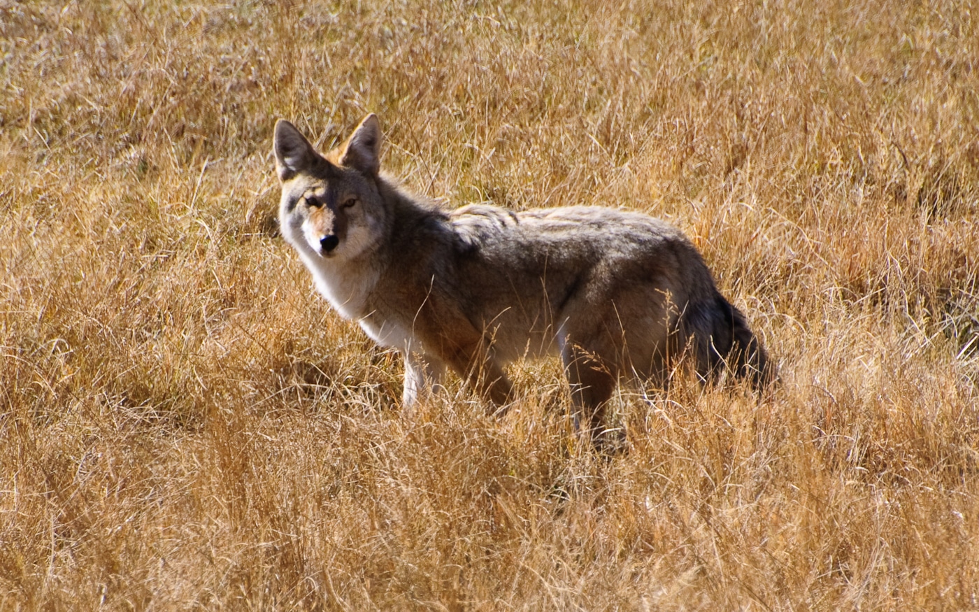 Coyotes, Colorado