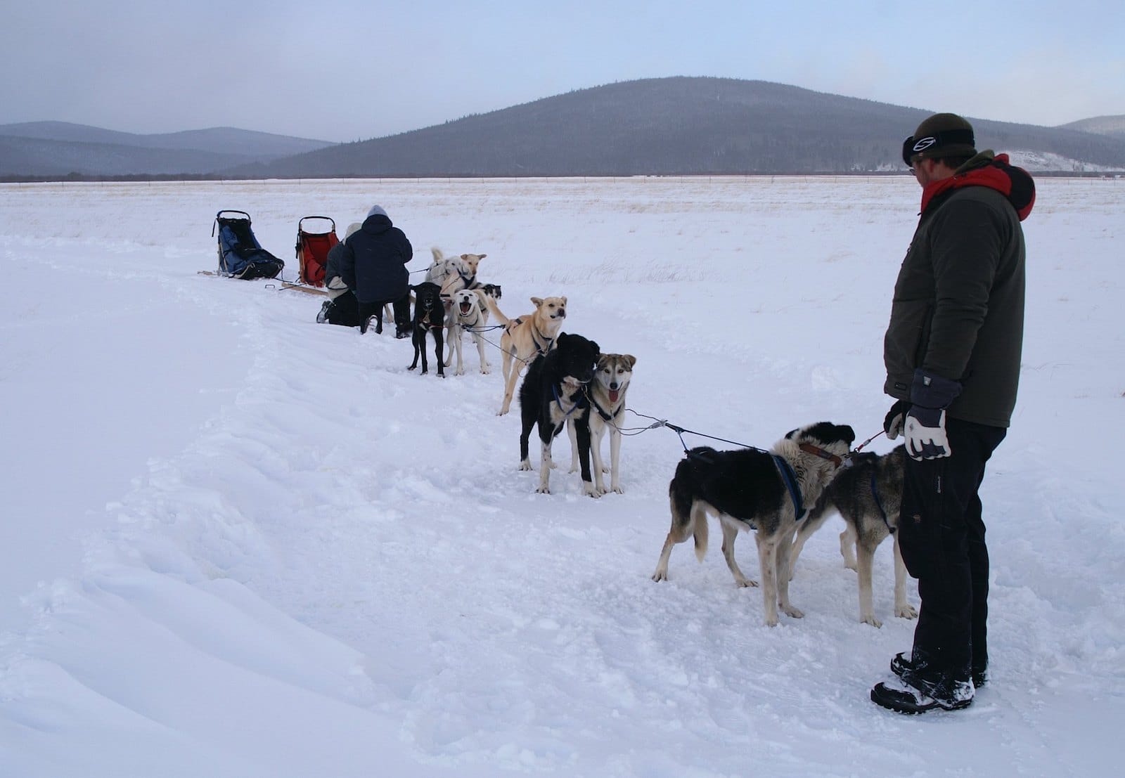 Dog Sledding Tours, Leadville