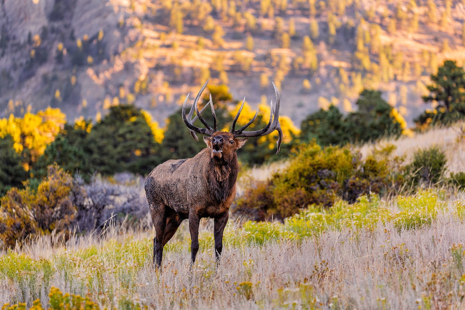 Elk, Colorado