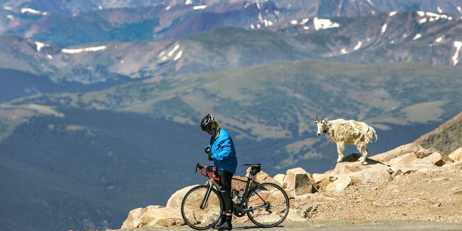 Mountain Goat, CO