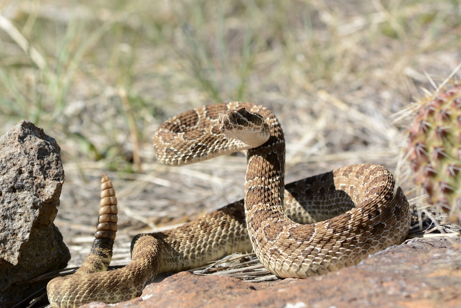 Rattlesnakes, Colorado