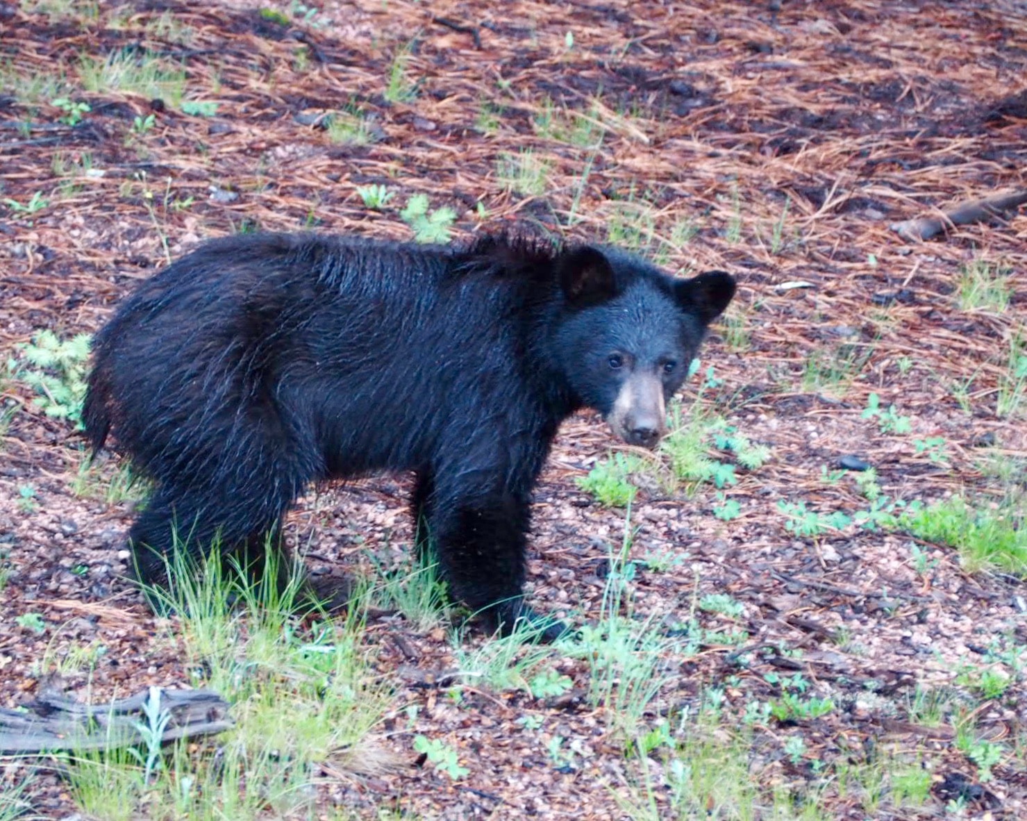 An adolescent bear spotted near Colorado Springs.