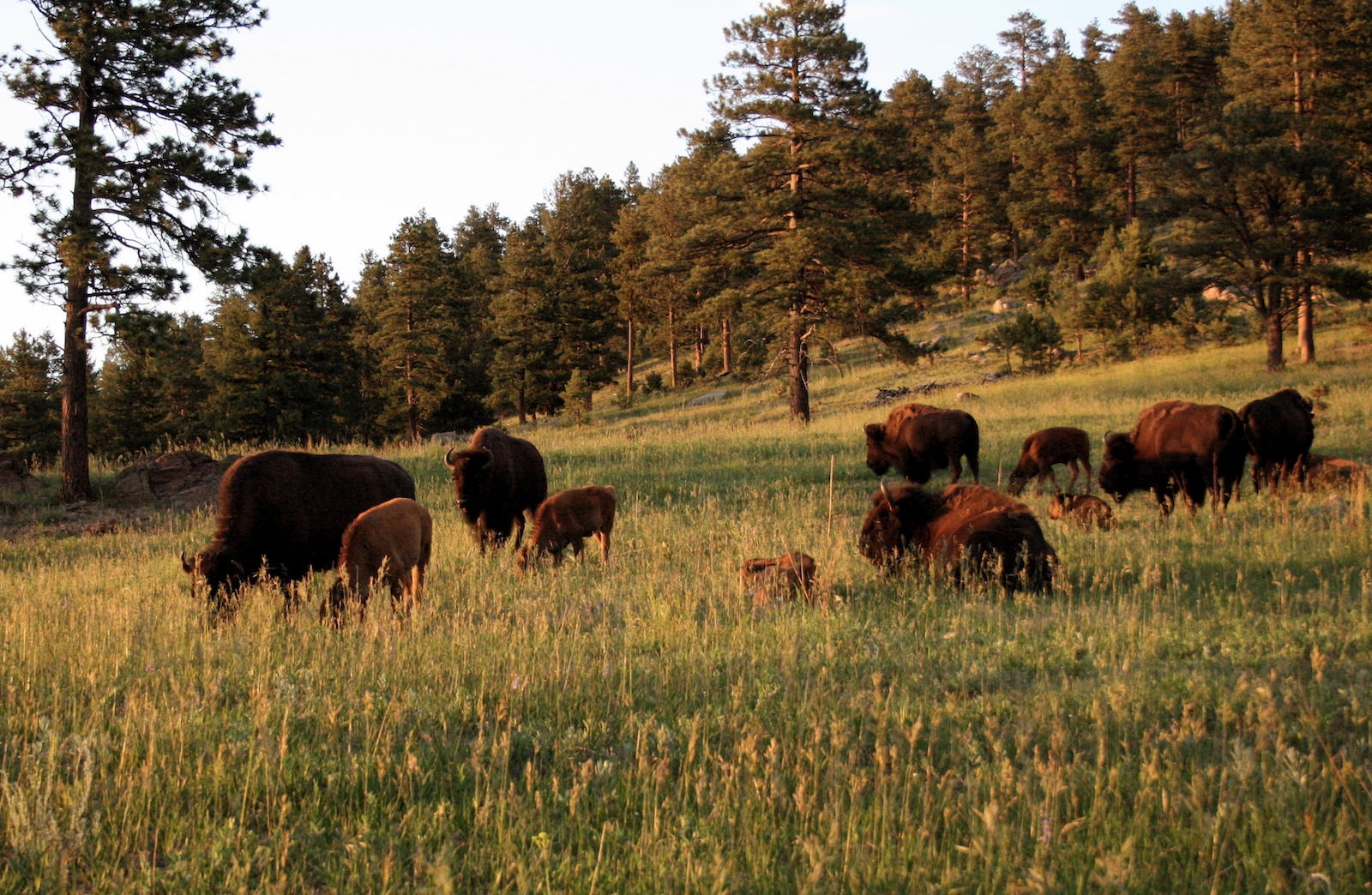 Bison Herd Genesee Park Colorado